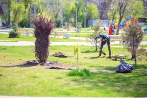 planting-bushes-trees-city-park-large-barberry-bush-was-planted-park_74648-829